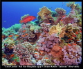   This photo taken Abu Nuhas Reef. Reef  